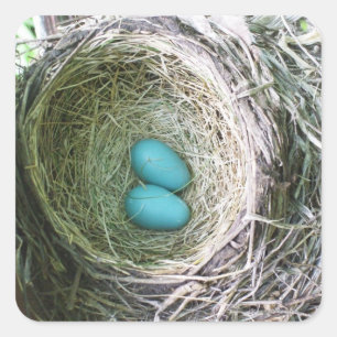 Pegatina Cuadrada Los dos huevos del petirrojo azul en jerarquía