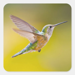 Pegatina Cuadrada Los E.E.U.U., Colorado, el condado de Summit,