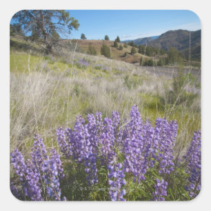Pegatina Cuadrada Los E.E.U.U., Oregon, Mitchell, lupines
