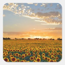 Pegatina Cuadrada Los girasoles al atardecer
