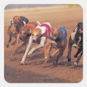 Pegatina Cuadrada Los Greyhounds en pista