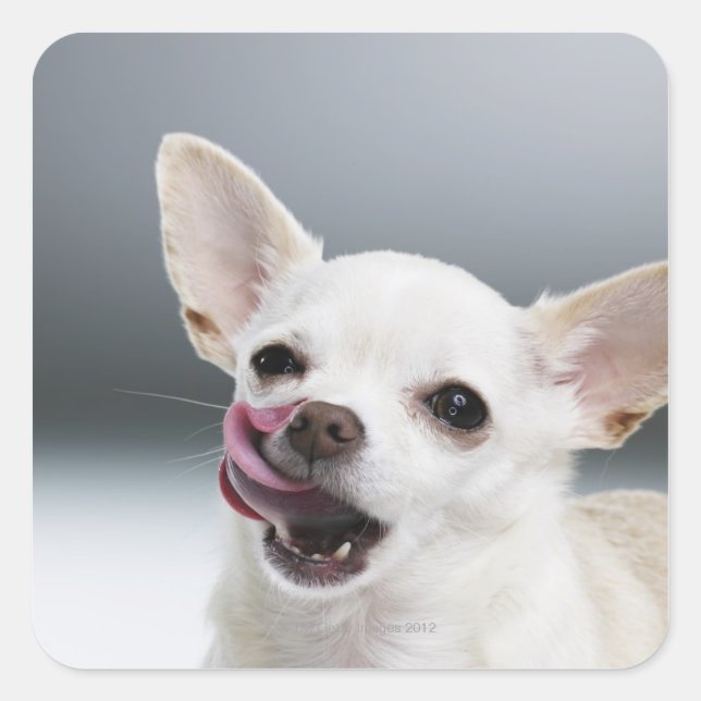 Pegatina Cuadrada Los labios blancos de Chihuahua lamiéndose (Anverso)