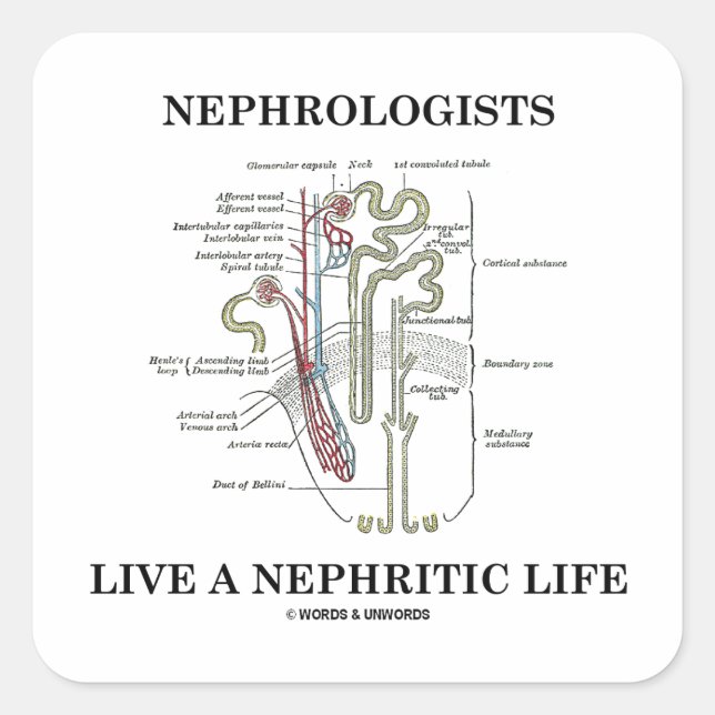 Pegatina Cuadrada Los Nefrologos Viven Una Vida Nefrita (Nephron) (Anverso)