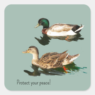 Pegatina Cuadrada Los patos. Proteja su paz