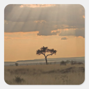 Pegatina Cuadrada Los rayos del sol atravesando la tarde