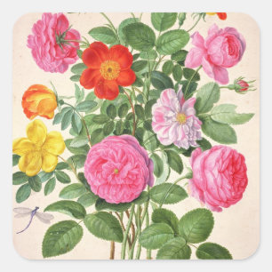Pegatina Cuadrada Los rosas, platean 4 del Florilegium de Nassau
