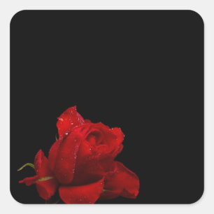Pegatina Cuadrada Los rosas son rojos