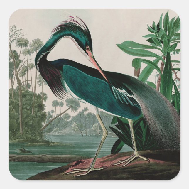 Pegatina Cuadrada Louisiana Heron Birds of America Audubon Print (Anverso)
