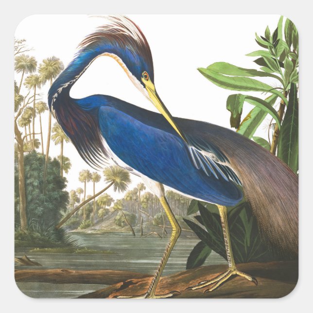 Pegatina Cuadrada Louisiana Heron por John James Audubon (Anverso)