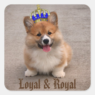 Pegatina Cuadrada Loyal y Royal Corgi Puppy