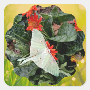 Pegatina Cuadrada Luna Moth cautivador