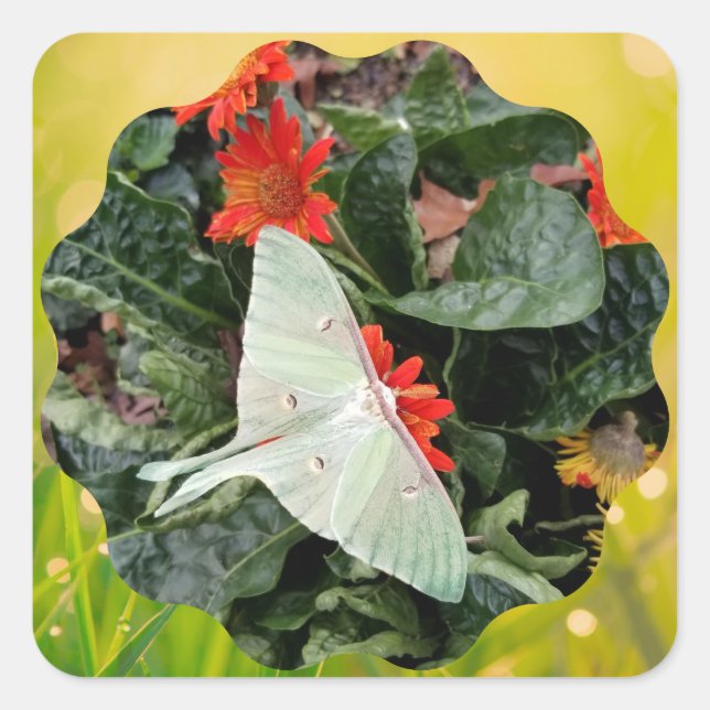 Pegatina Cuadrada Luna Moth cautivador (Anverso)
