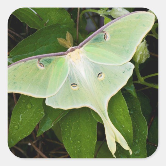 Pegatina Cuadrada Luna Moth en Carnaby Clematis (Anverso)