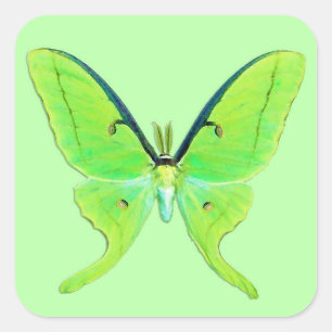 Pegatina Cuadrada Luna Moth - Lime Green sobre un fondo verde pálido