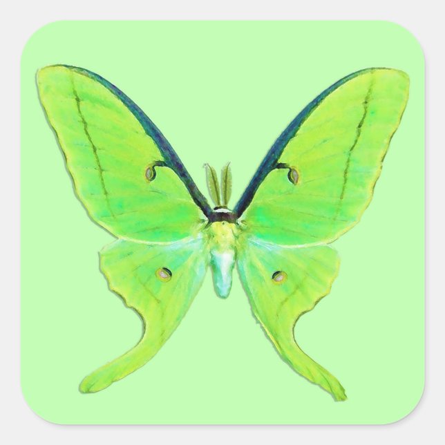 Pegatina Cuadrada Luna Moth - Lime Green sobre un fondo verde pálido (Anverso)