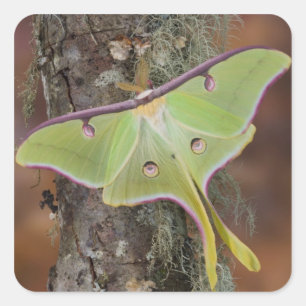 Pegatina Cuadrada Luna Silk Moth