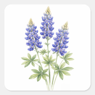 Pegatina Cuadrada Lupino azul flores estatales de Texas Acuarela