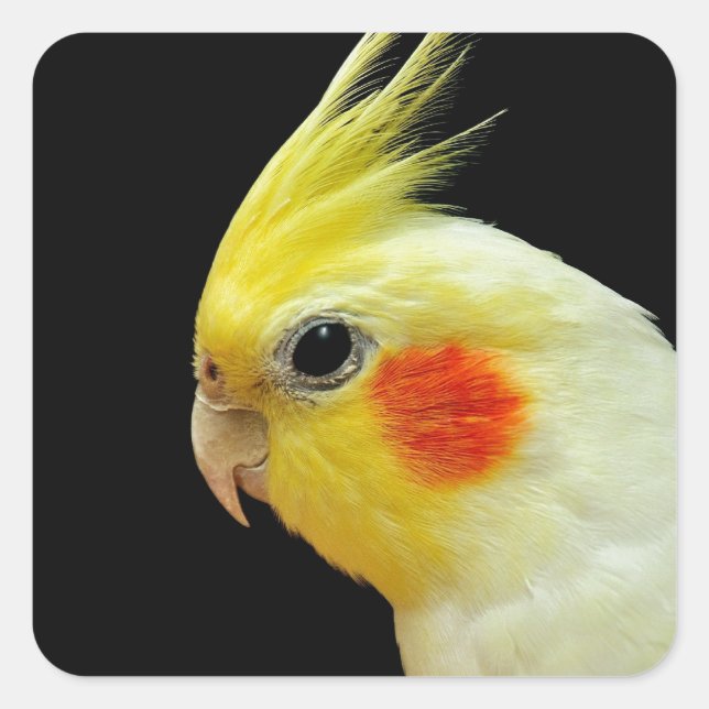 Pegatina Cuadrada Lutino Cockatiel (Anverso)