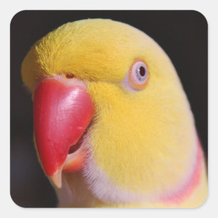 Pegatina Cuadrada Lutino Indian Ringneck Parakeet Beak