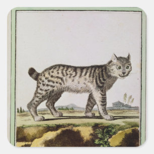 Pegatina Cuadrada Lynx canadiense