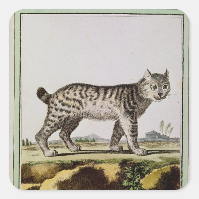 Pegatina Cuadrada Lynx canadiense (Anverso)