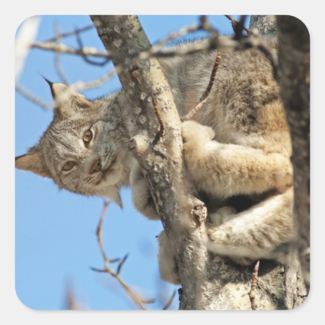 Pegatina Cuadrada Lynx traviesa (Anverso)