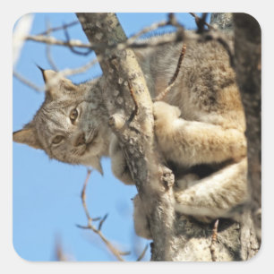 Pegatina Cuadrada Lynx traviesa