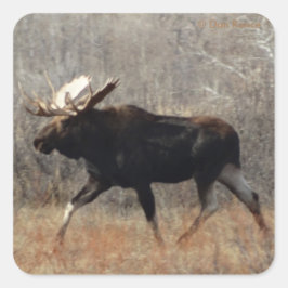 Pegatina Cuadrada M10 Bull Moose Big Bull