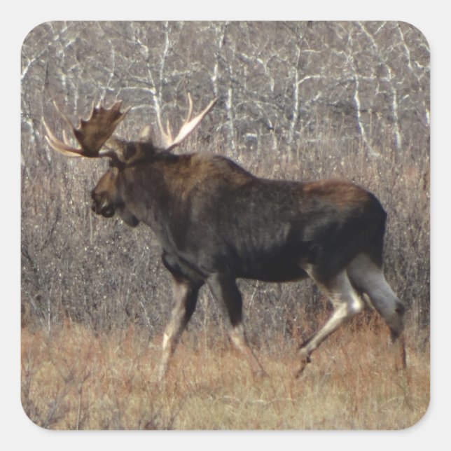 Pegatina Cuadrada M8 Bull Moose (Anverso)