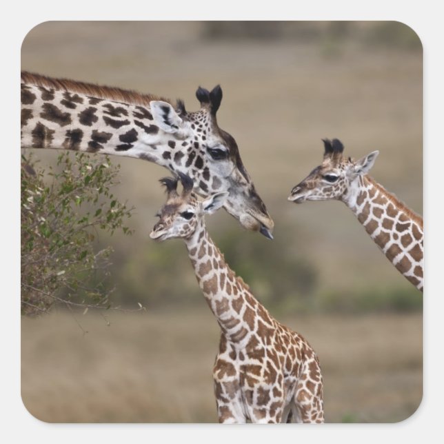 Pegatina Cuadrada Maasai Giraffe (Giraffe Tippeleluchi) (Anverso)