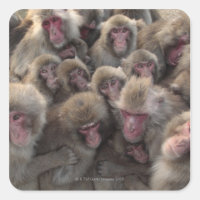 Macaca fuscata