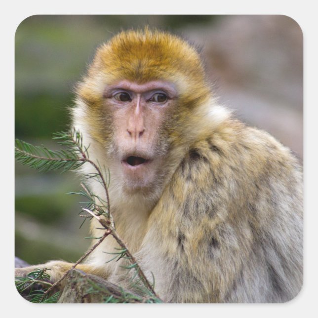 Pegatina Cuadrada Macaca sylvanus (Anverso)