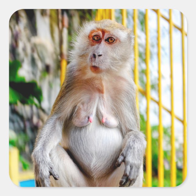 Pegatina Cuadrada Macaco cangrejero (Anverso)