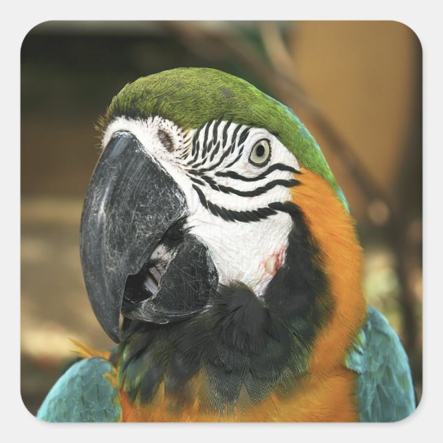 Pegatina Cuadrada Macao azul y amarillo de la Amazonía (Anverso)