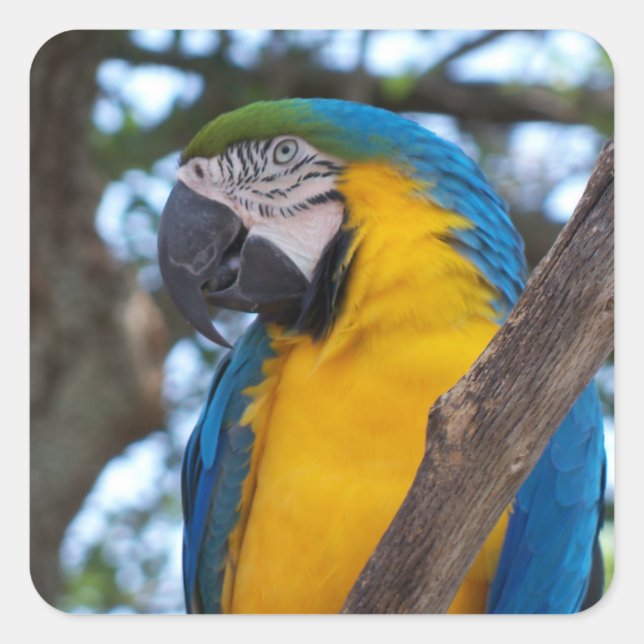 Pegatina Cuadrada Macao tropical amarillo verde y azul (Anverso)