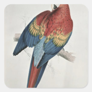 Pegatina Cuadrada Macaw rojo y amarillo