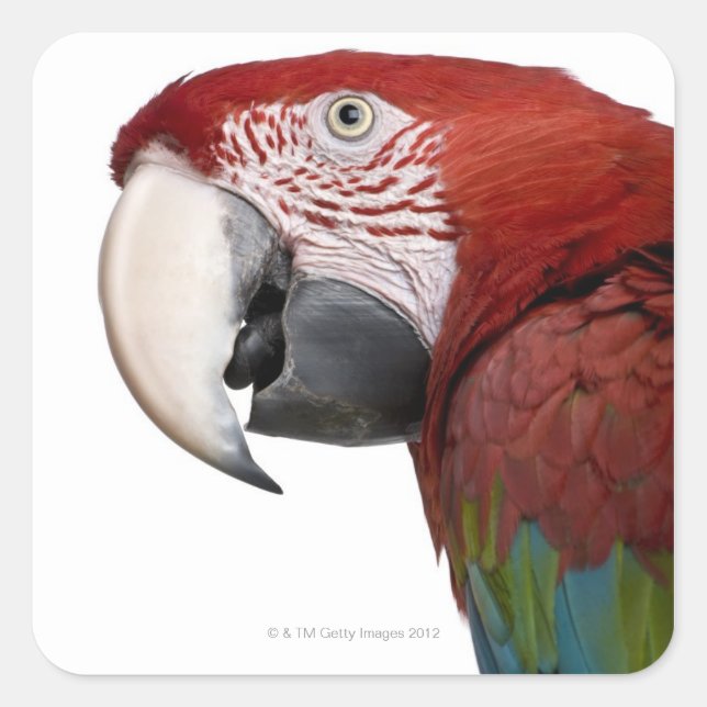 Pegatina Cuadrada Macaw rojo y verde - Ara cloropterus (Anverso)