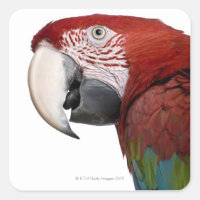 Macaw rojo y verde - Ara cloropterus