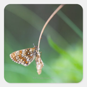 Pegatina Cuadrada Macro de una mariposa - Boloria euforia en marcha