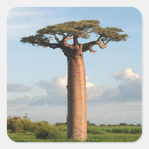 Pegatina Cuadrada Madagascar: El baobab del grandioso