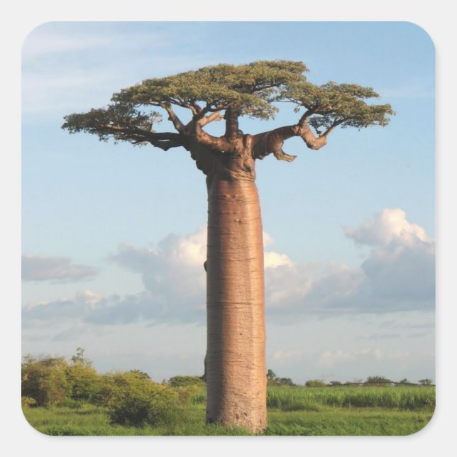 Pegatina Cuadrada Madagascar: El baobab del grandioso (Anverso)