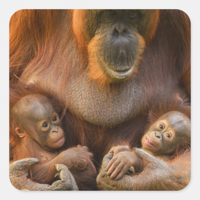 Pegatina Cuadrada Madre de Orangutan sosteniendo dos bebés (Anverso)