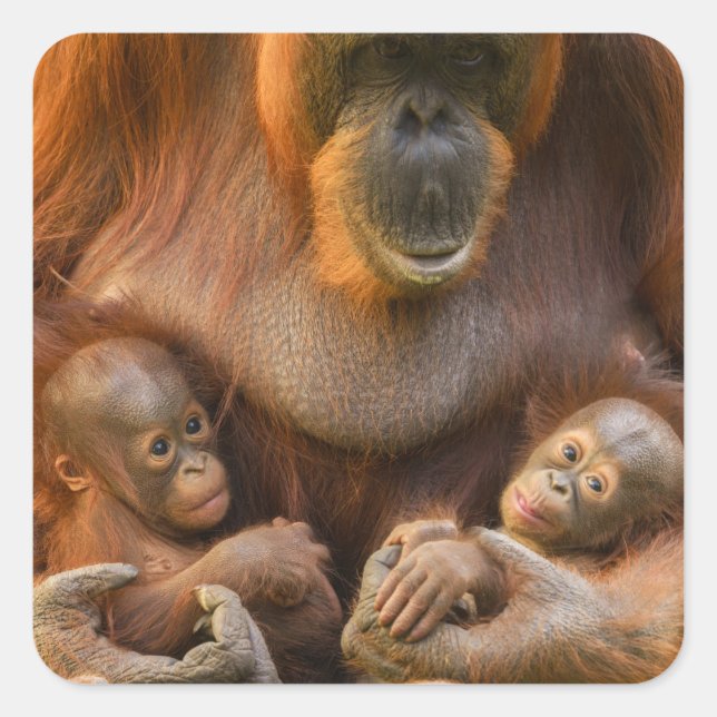 Pegatina Cuadrada Madre de Orangutan sosteniendo dos bebés (Anverso)