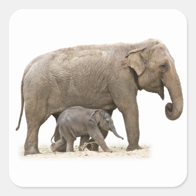 Pegatina Cuadrada Madre e hijo elefante (Anverso)