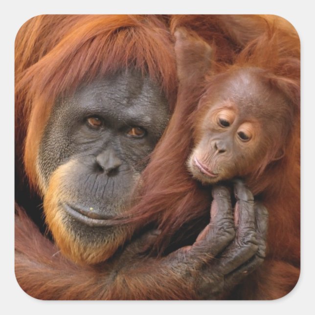Pegatina Cuadrada Madre e hijo Orangutan (Anverso)