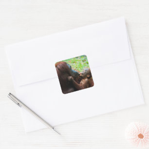 Pegatina Cuadrada Madre orangután con bebé