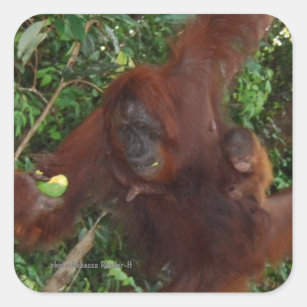 Pegatina Cuadrada Madre y bebé de Orangutan