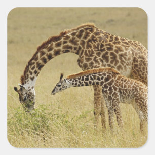 Pegatina Cuadrada Madre y cría de jirafa Masai, Giraffa