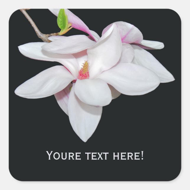Pegatina Cuadrada Magnolia blanca (Anverso)