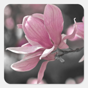 Pegatina Cuadrada Magnolia de Saucer Rosa Japonesa